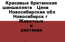  Красивые британские шиншиллята › Цена ­ 6 900 - Новосибирская обл., Новосибирск г. Животные и растения » Кошки   . Новосибирская обл.,Новосибирск г.